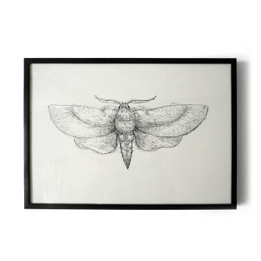 "Moth"- illustration 21x30 cm